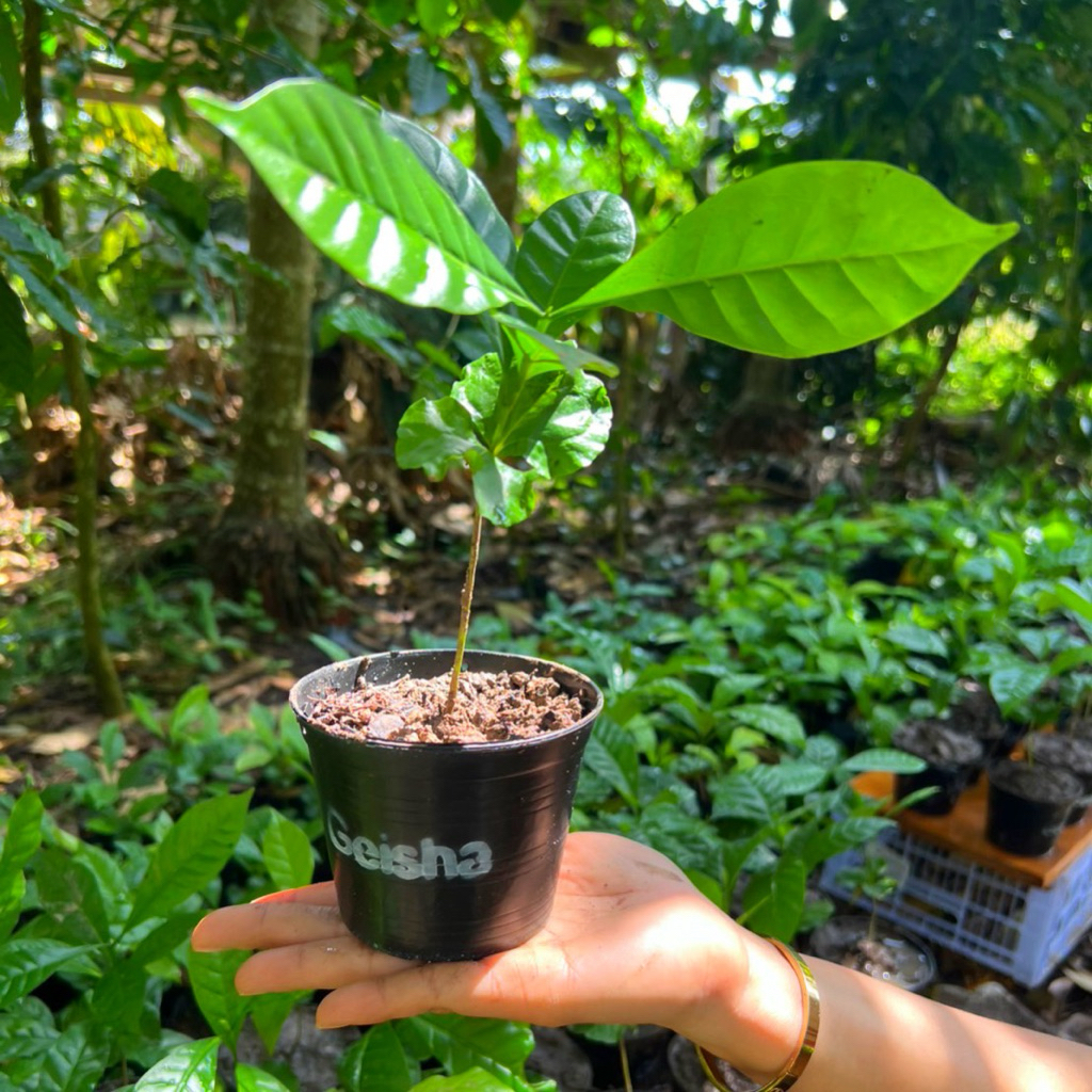 ต้นพันธุ์กาแฟ เกอิชา (Geisha) กาแฟที่ว่ากันอร่อยมาก และราคาค่อนข้างแพง