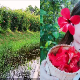 ชาดอกชบา Hibiscus Tea บรรจุ 10 ซอง ดอกชบาอบแห้งจากธรรมชาติ ชาดอกไม้ เครื่องดื่มสมุนไพร
