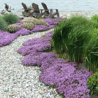 ไทม์เลื้อย thymus serpyllum creeping thyme 100 เมล็ด
