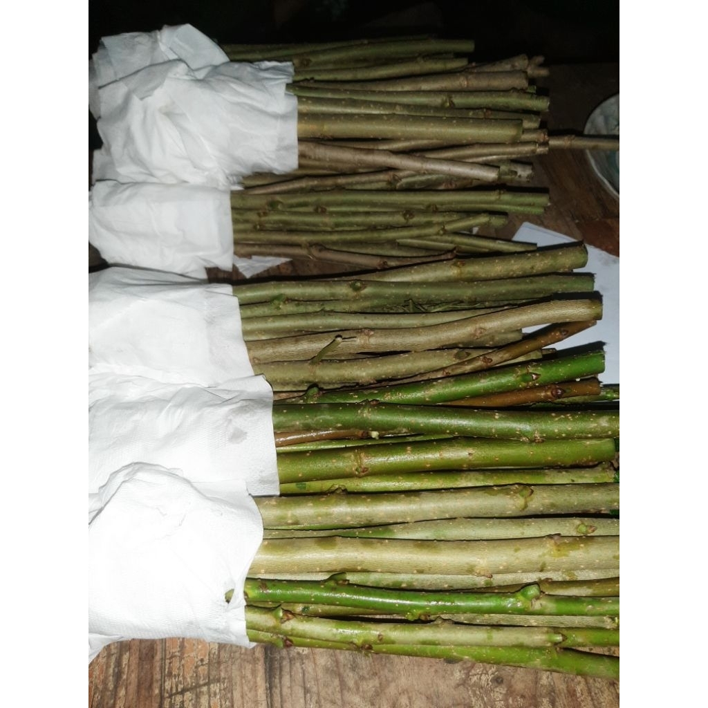 กิ่งพันธุ์หม่อนบุรีรัมย์ 60 ใบใหญ่  ( 15กิ่ง) - รูปที่ 4