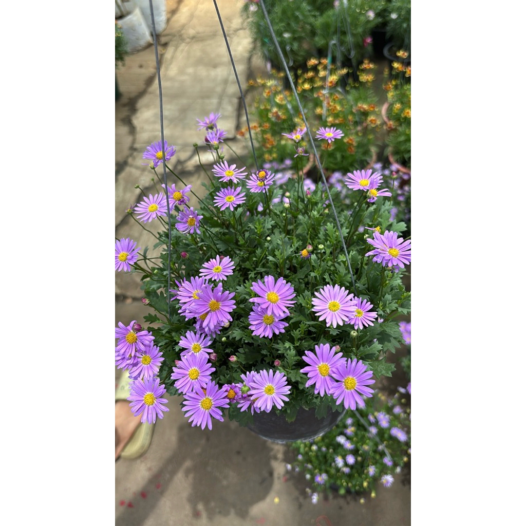 เดซี่สีม่วงเกสรสีเหลือง 💛💜 Brachycome Daisyเดซี่ (Daisy) หรือ #มาร์เกอเร็ต (Marguerite)