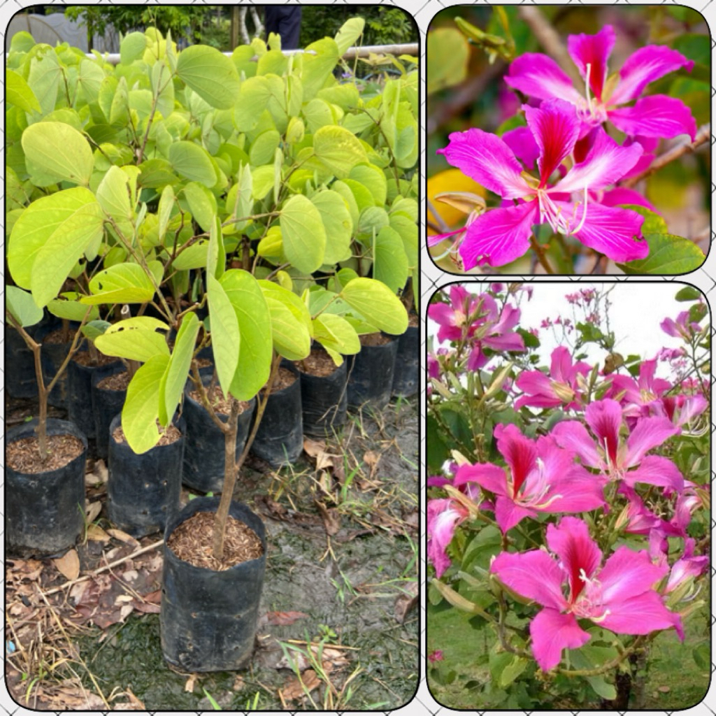 ต้นชงโคฮอลแลนด์ ดอกสีชมพูอมม่วง มีกลิ่นหอมตลอกวัน (สูง 60-80cm) ดอกออกตลอดปี รากแน่น พร้อมปลูก