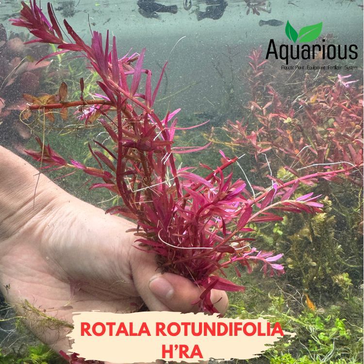 Rotala rotundifolia "H'ra " ( โรทาล่า เฮร่า ) ไม้น้ำข้อสีแดงสดเข้มใบจะเรียวยาวแคบ