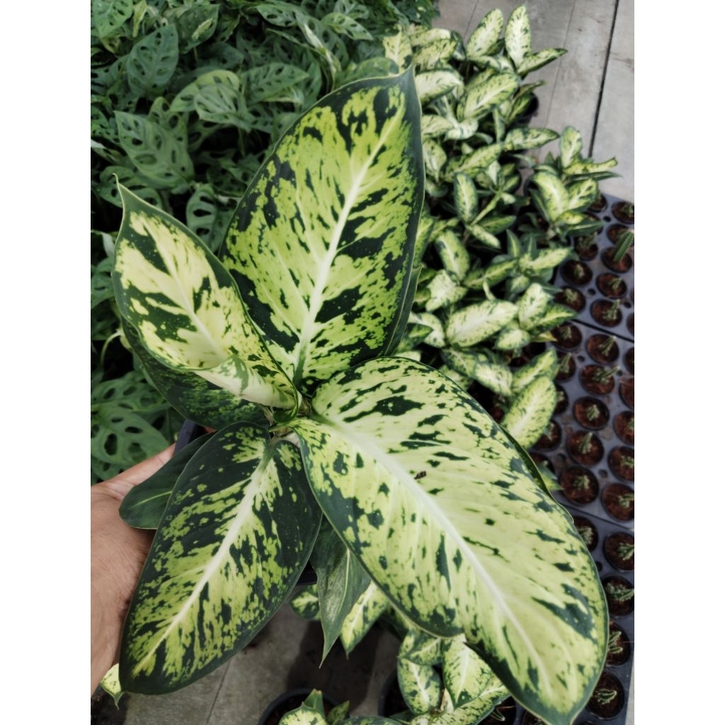 อโกลนีมา เศรษฐี รับทอง Aglaonema sp.'Setthirapngoen
