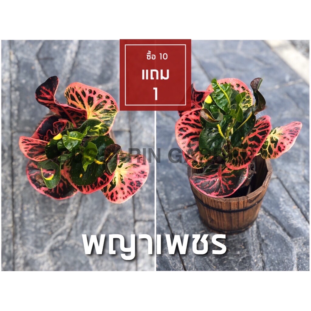 ต้นโกสนพันธุ์ พญาเพชร ไซส์เล็ก กระถาง 5" สูง 15-20 เซนติเมตร ซื้อ 10 แถม 1  (จัดส่งแบบถอดกระถาง+รับประกันสินค้า)