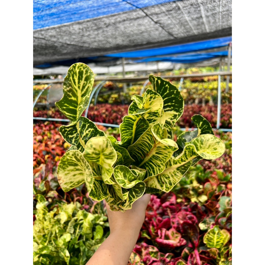 ต้นโกสนพันธุ์ ช้างเผือก ไซส์เล็ก กระถาง 5" สูง 15-20 เซนติเมตร ซื้อ 10 แถม 1  (จัดส่งแบบถอดกระถาง+รับประกันสินค้า)