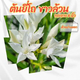 ต้นยี่โถดอกสีขาวล้วน กระถาง 6 นิ้ว(ส่งพร้อมกระถาง)
