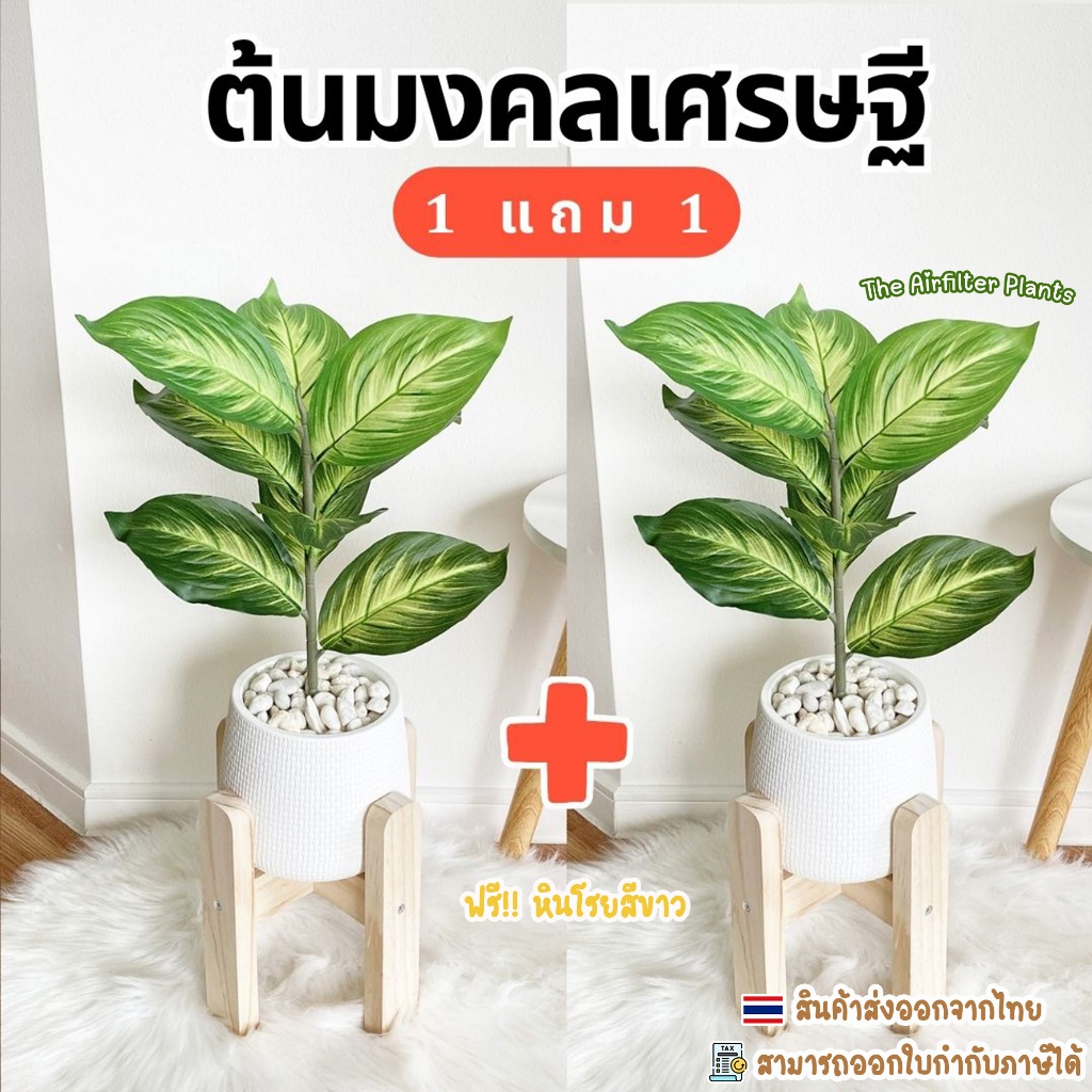 ( 1 แถม 1 ) ต้นไม้มงคล 6 ชนิด ตั้งโต๊ะ ตั้งหน้าทีวี พร้อมกระถางและหินสีขาว (สูง40ซม.)🍀