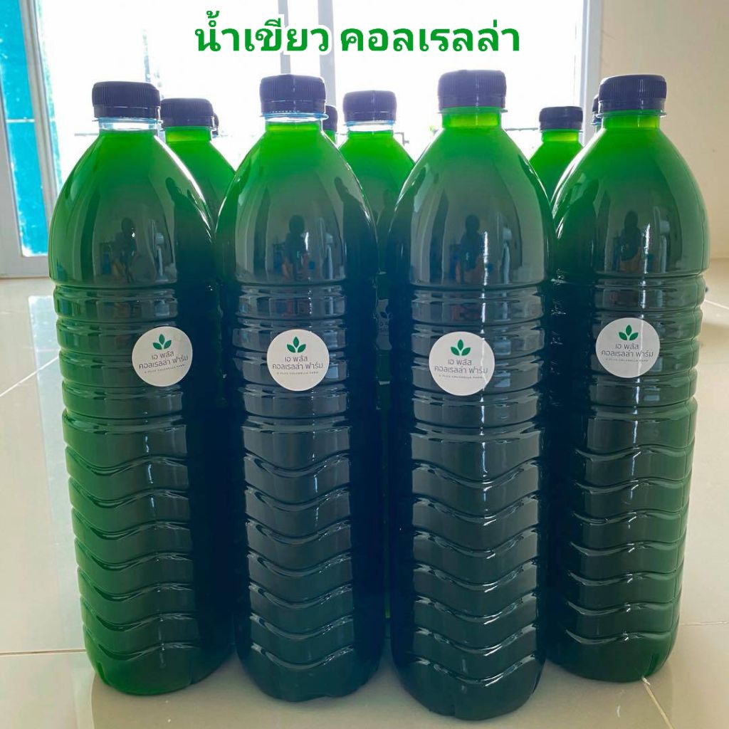 หัวเชื้อน้ำเขียว Chlorella สาหร่ายคอลเรลล่า สำหรับเพาะเลี้ยงไรแดง
