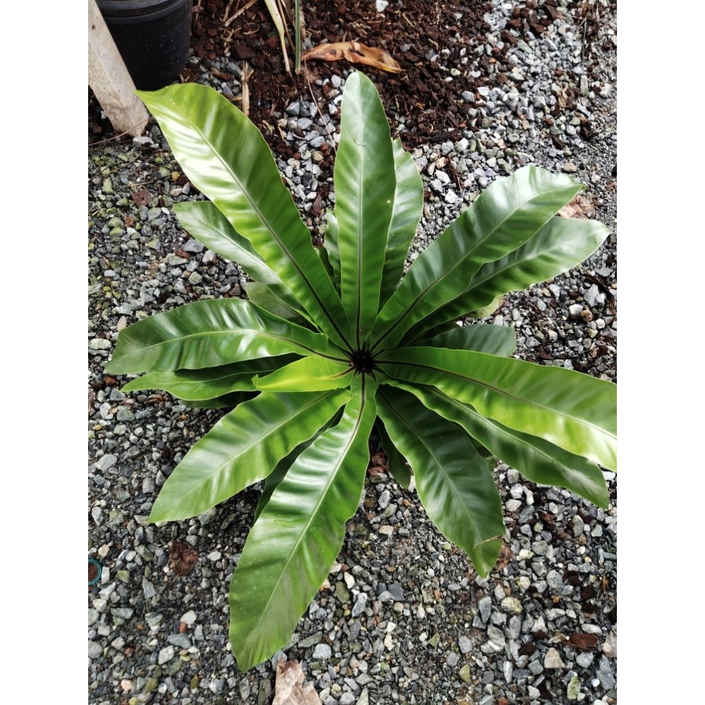 เฟินข้าหลวงหลังลาย Asplenium nidus L.