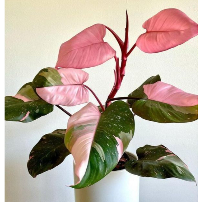 Philodendron Pink Princess ฟิโลเดนดรอน พิ้งปริ้นเซส ต้นใหญ่ ฟอร์มสวย