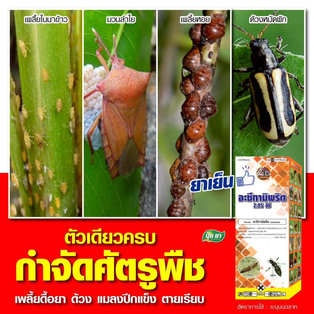 กำจัดเพลี้ยหอย เพลี้ยแป้ง แมลงดื้อยา อะซีทามิพริด ออกฤทธิ์นาน 14 วัน ตัวยา 2 ชนิด เข้มข้น ปราบด้วง แมลงปีกแข็ง ปุ๋ยยา