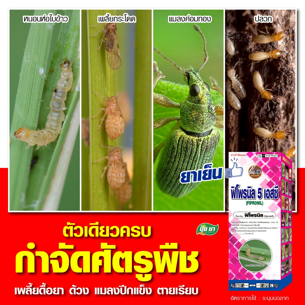 ยาฆ่าปลวก มอด มด หนอนเจาะ ฟิโพรนิล กำจัดหนอนกอ หนอนม้วนใบ หนอนด้วง เพลี้ยไฟ ด้วงหมัดผัก บั่ว ยาฆ่าแมลง สูตรเข้มข้น