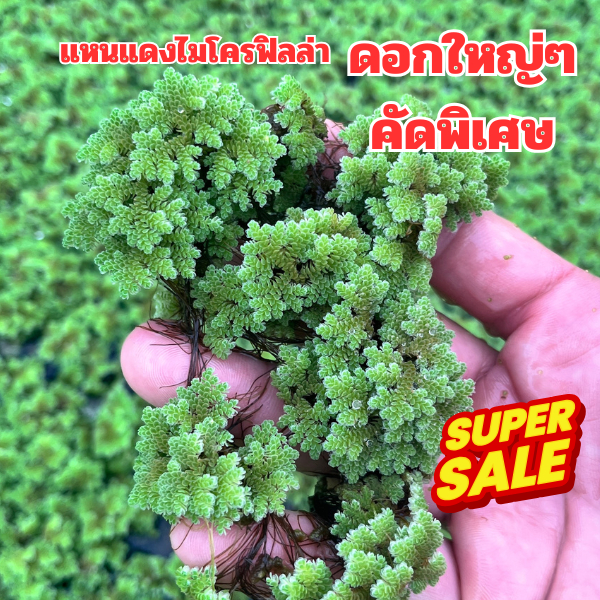 แหนแดงสายพันธุ์อะซอลล่าไมโครฟิลล่า (Azolla microphylla) คัดพิเศษ ดอกใหญ่ๆ