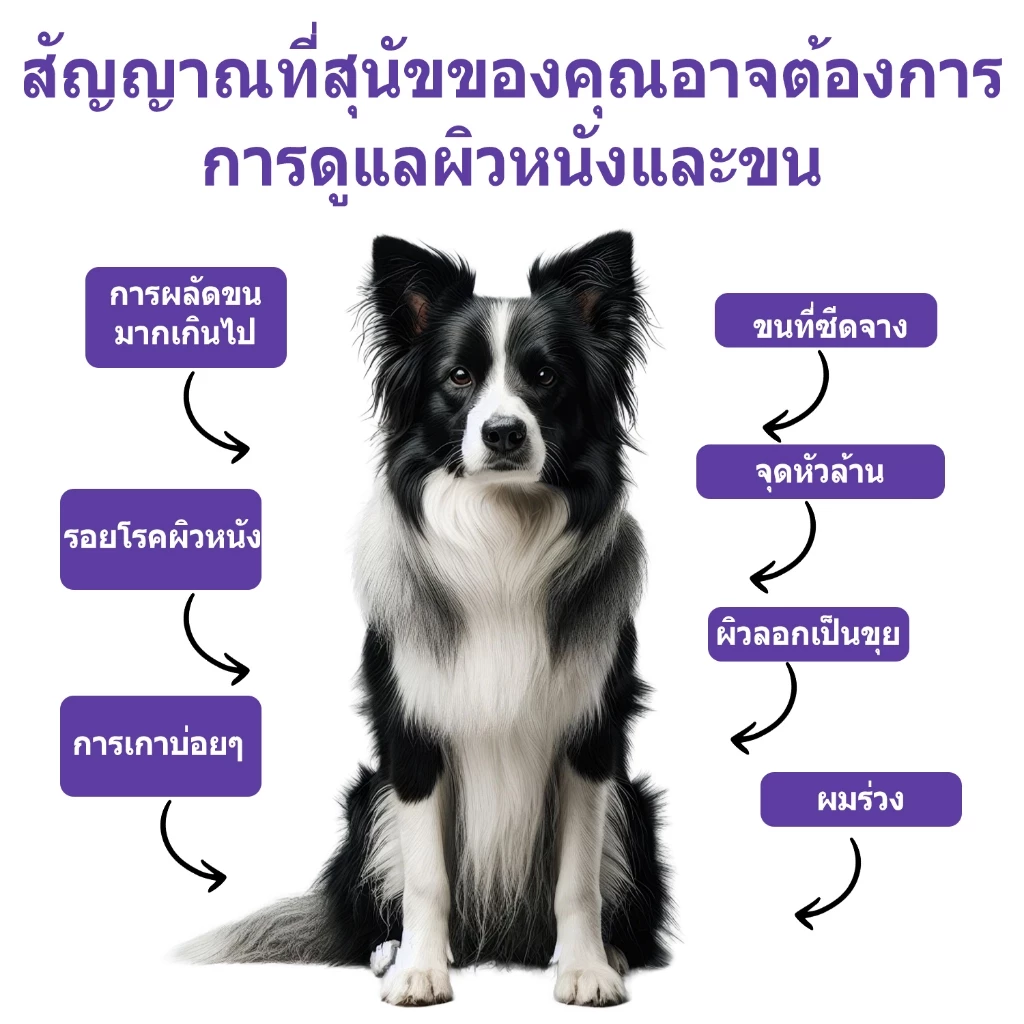 Popoo Skin & Coat Support for Dogs บำรุงเส้นขนและผิวหนัง ลดการหลุดร่วงของเส้นผม ขนมสุนัข 120 แคปซูล thumbnail 4