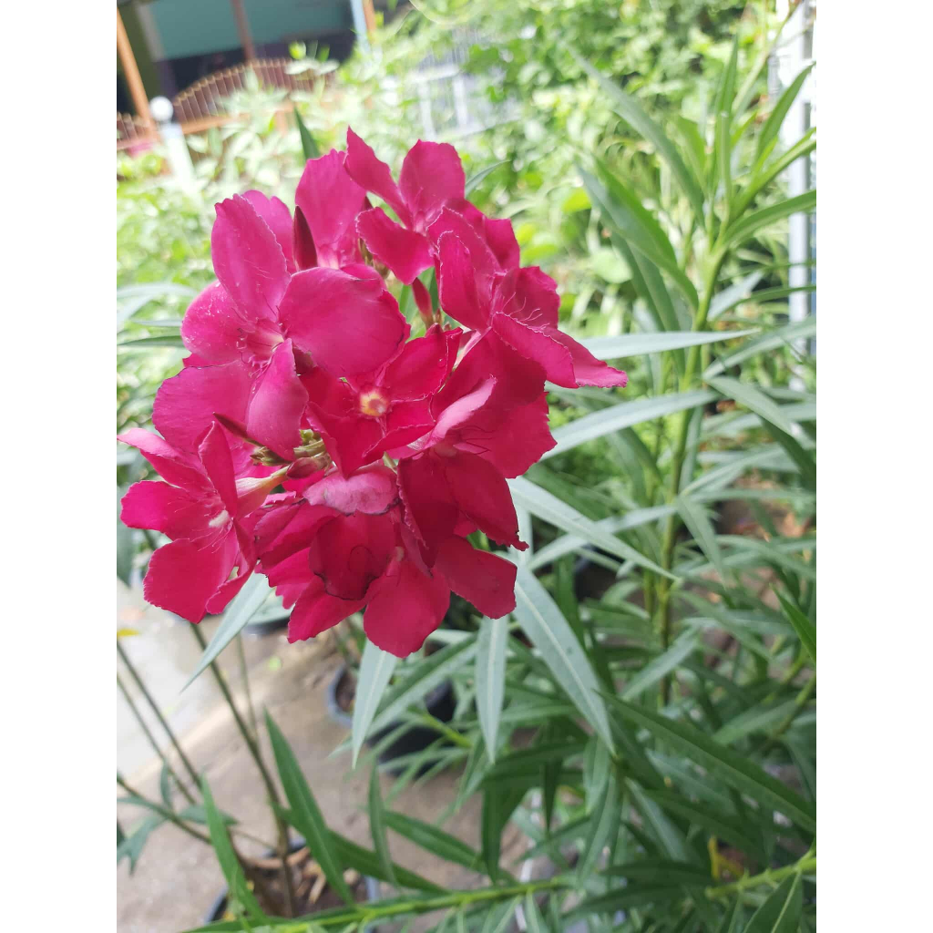 ยี่โถสีชมพุ/แดงเลือกสีได้ค่ะต้นใหญ่พุ่มสวยแข็งแรงส่งพร้อมกระถาง11นิ้ว ราคาถูกเสียหายจากการขนส่งเคลมฟรีค่ะ ราคา ถูกที่สุด ดีลบีเคเค แกลเลอรีภาพที่ 4
