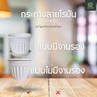 กระถางต้นไม้ โรมัน 8 นิ้ว ((พร้อมส่ง))(ยอดขาย52k++)