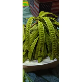 พร้อมส่ง 💁‍♀️ฝักกระถินแบบแก่/แบบอ่อน เม็ดกระถินแกะสด เม็ดกระถินออแกนิค