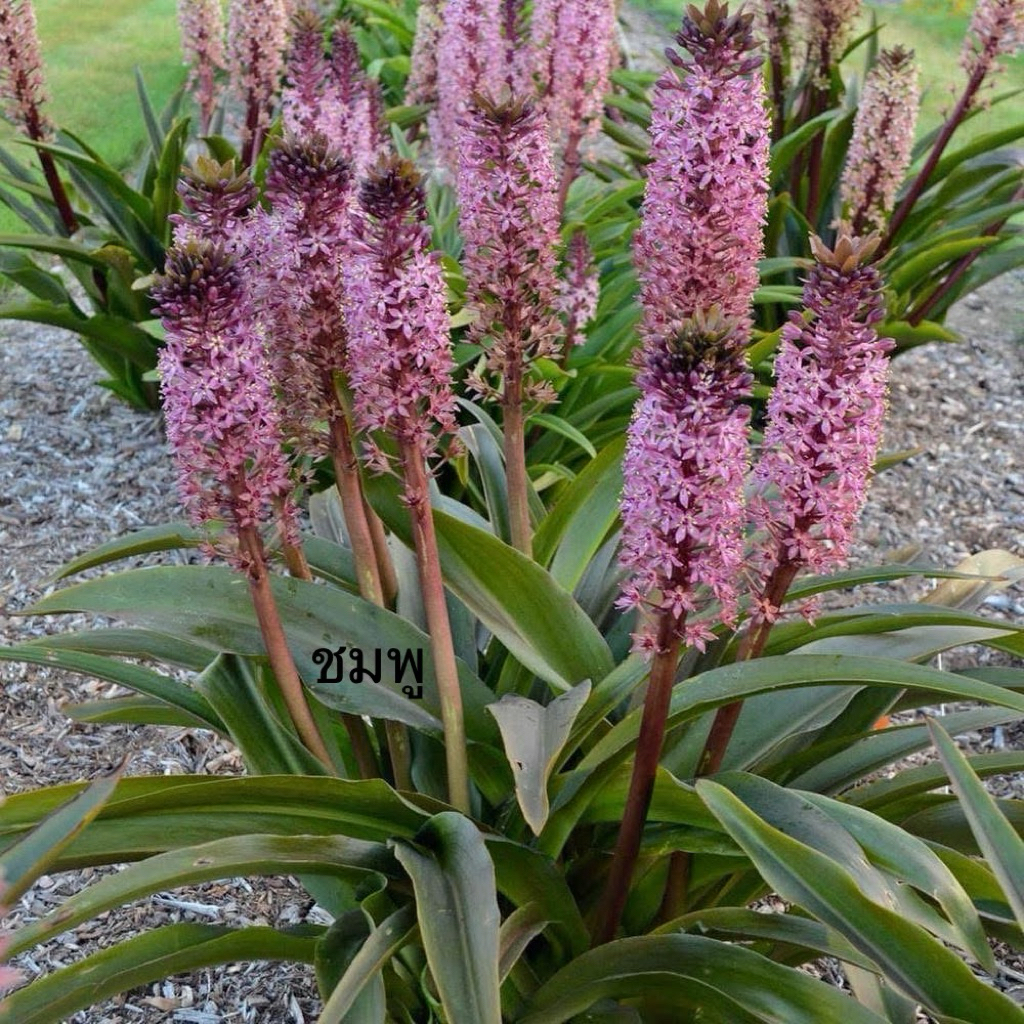 ลิลลี่ดอกสับปะรด Eucomis, Pineapple Lily