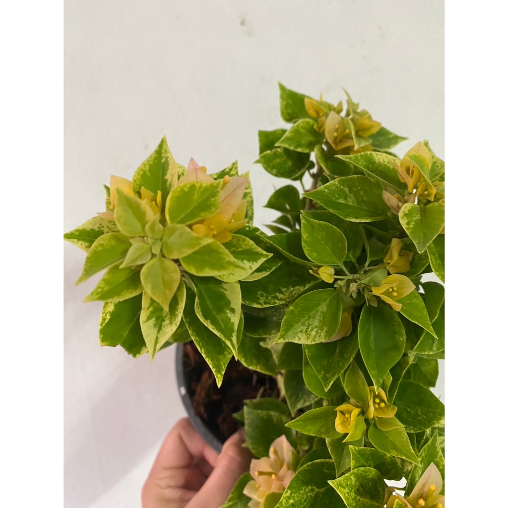 เฟื่องฟ้าสาวิตรีแคระ กระถาง 6 นิ้ว มีหลายสี จัดส่งทั้งกระถาง