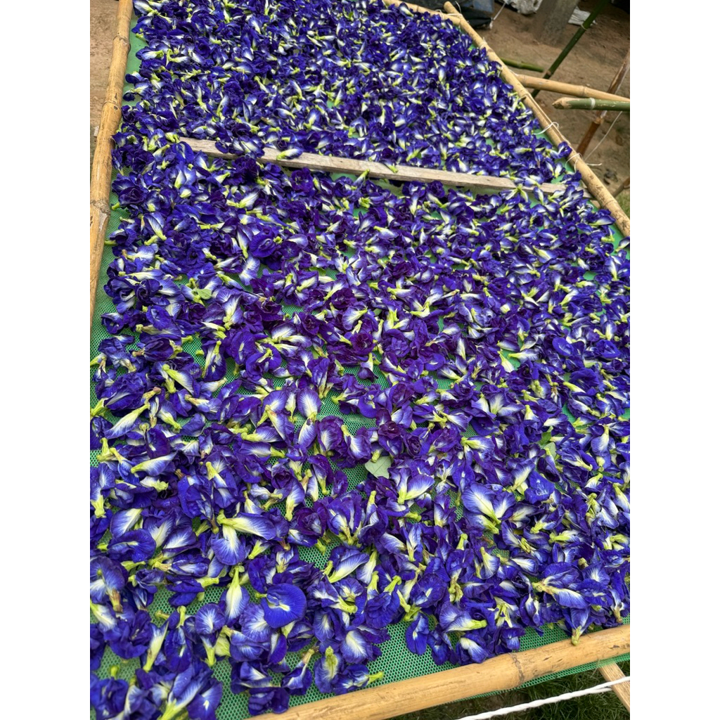 ดอกอัญชันอบแห้งตากแห้ง5กลีบ1kg🪻🪻#ดอกอัญชัญ