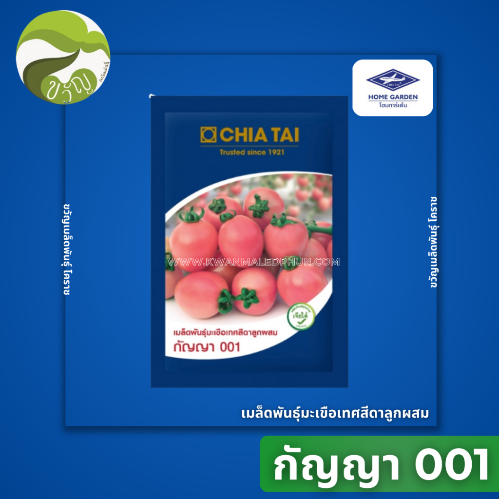 เมล็ดพันธุ์มะเขือเทศ ลูกผสม มะเขือเทศสีดา กัญญา 001 ตราเจียไต์ ขนาด 20 กรัม