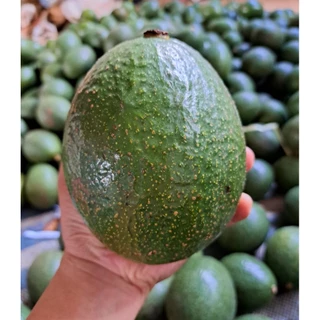 ‼️ส่งฟรี‼️ AVOCADO #บัคคาเนีย 🌈 3โล 170 บาท ✅️เหนียวมันเนยหนึบ