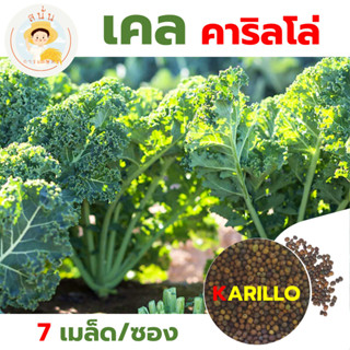 เมล็ดพันธุ์ ผักเคล คาริลโล่ Kale Karillo คะน้าใบหยิก ลำต้นเต…
