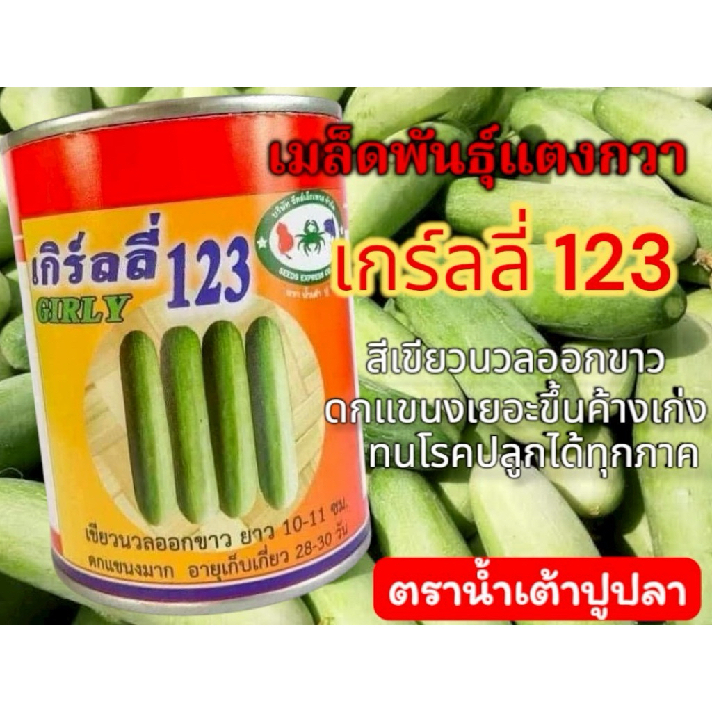 เมล็ดพันธุ์แตงกวาแตงกวาดกๆแตงกวาเกิร์ลลี่50กรัม