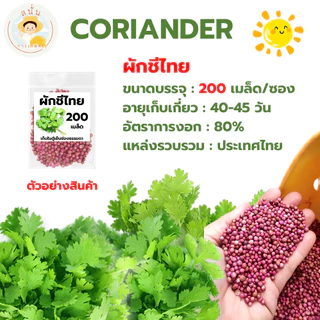 เมล็ดพันธุ์ ผักชีไทย ผักหอมป้อม เมล็ดใหม่ งอกไว เมล็ดผักชี สีแดงอมชมพู มีกลิ่นหอม (1 ซอง 200 เมล็ด)