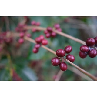 RT เมล็ดกาแฟโรบัสต้า "คั่วเข้ม" Dark Roast ขนาด 250 กรัม จากจังหวัดเชียงราย