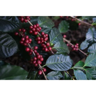 RT เมล็ดกาแฟโรบัสต้า "คั่วเข้ม" Dark Roast ขนาด 250 กรัม จากจังหวัดเชียงราย