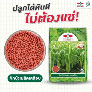 ผักบุ้งจีน เพชรยอดไผ่ 9 ศรแดง 1 กิโลกรัม