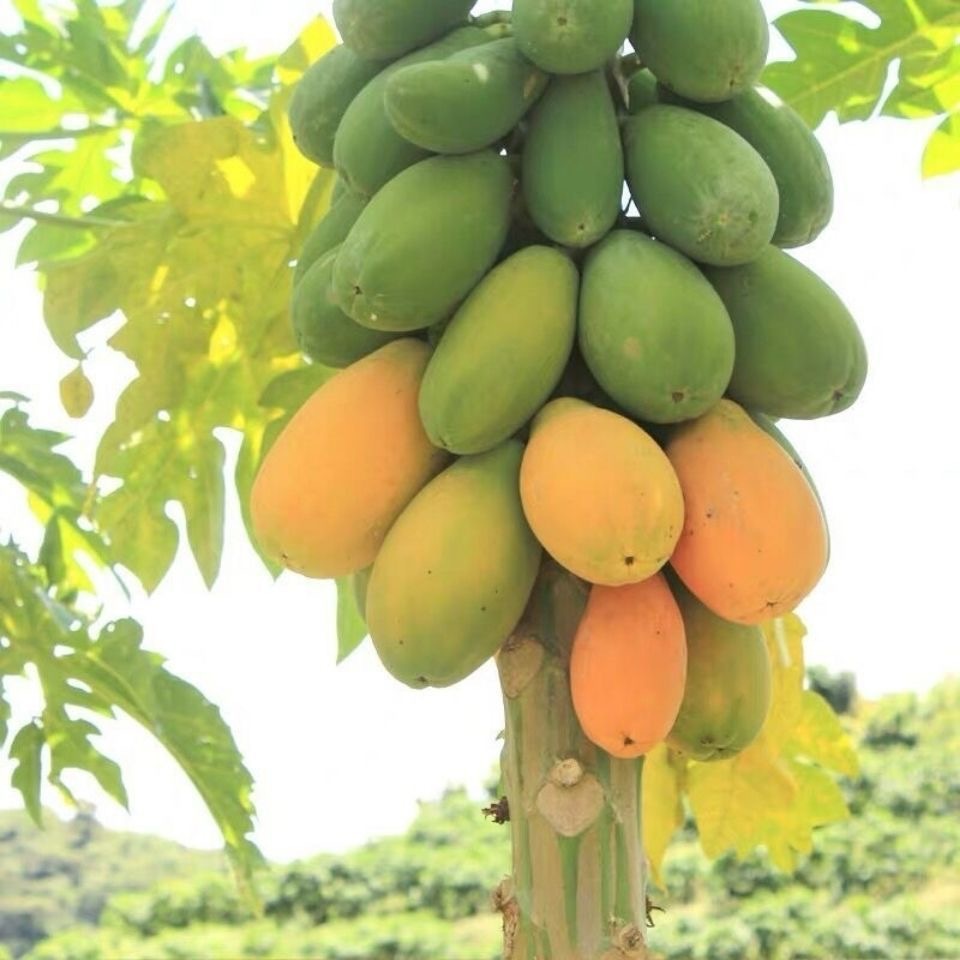 black Papaya seed, about 20 Papaya Seeds for Planting papaya seeds, vegetable seeds, planting vegeta