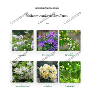 [ซุ้มกุหลาบ ชั้นวางดอกไม้ทรงร่ม] ท่อเหล็กเคลือบ PE กันสนิม+กันแดด ประกอบง่ายใน 5 กันสนิม โครงเหล็กดัด