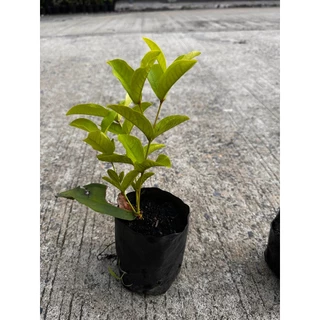 ต้นชมพู่พลาสติก หรือ ชมพู่แก้ว เป็นไม้ยืนต้นขนาดกลาง Patsorntree
