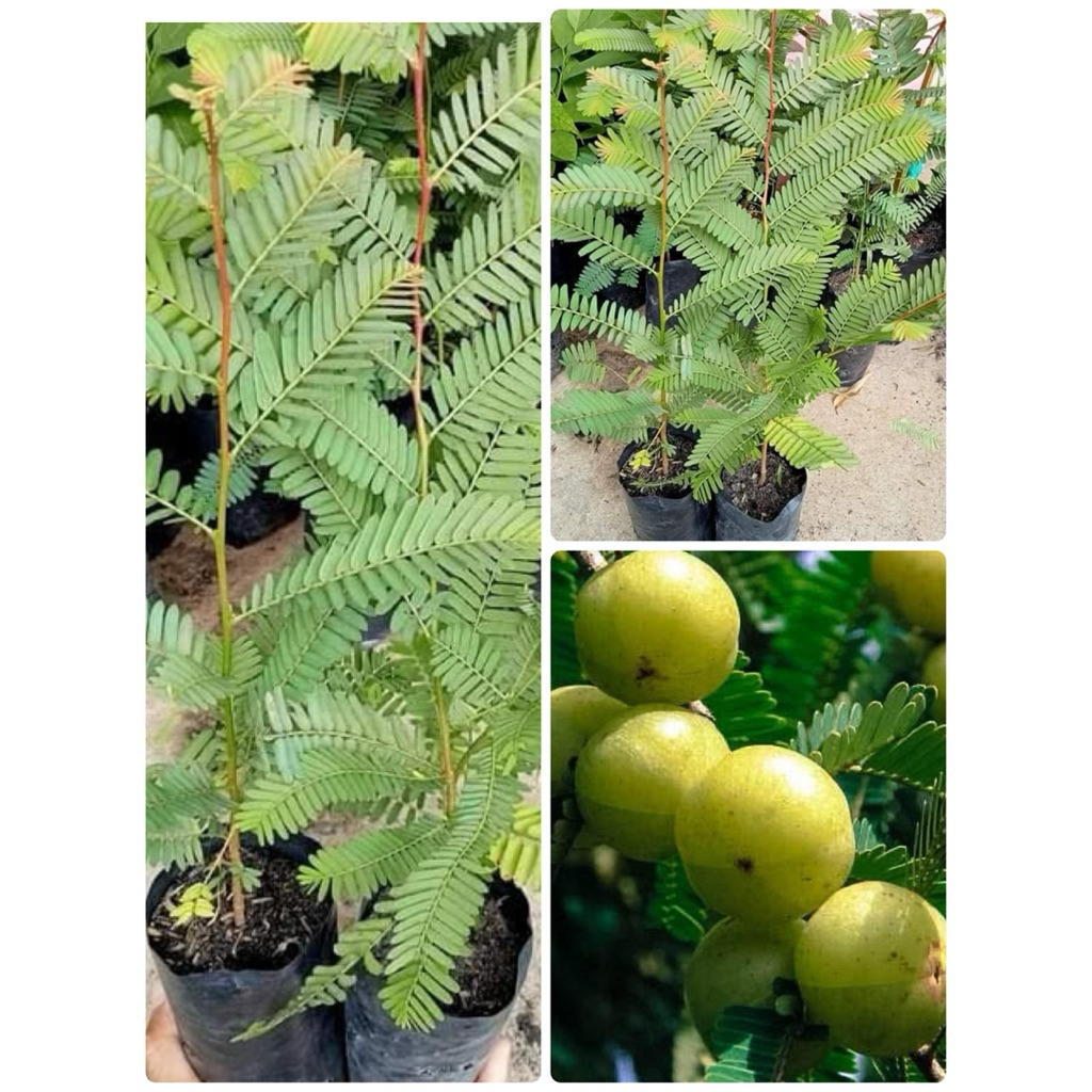 🍃🍃ต้นมะขามป้อมเพราะเมล็ดต้น 🍃🍃สูงประมาณ 30 เซนติเมตรพร้อมปลูก