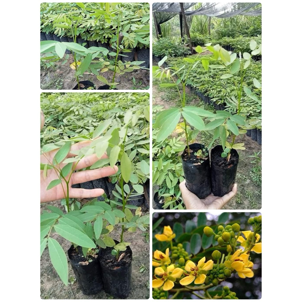 ☘️☘️ต้นขี้เหล็กขาวเพราะเมล็ด☘️☘️ต้นสูงประมาณ 30 เซนติเมตรพร้อมปลูก