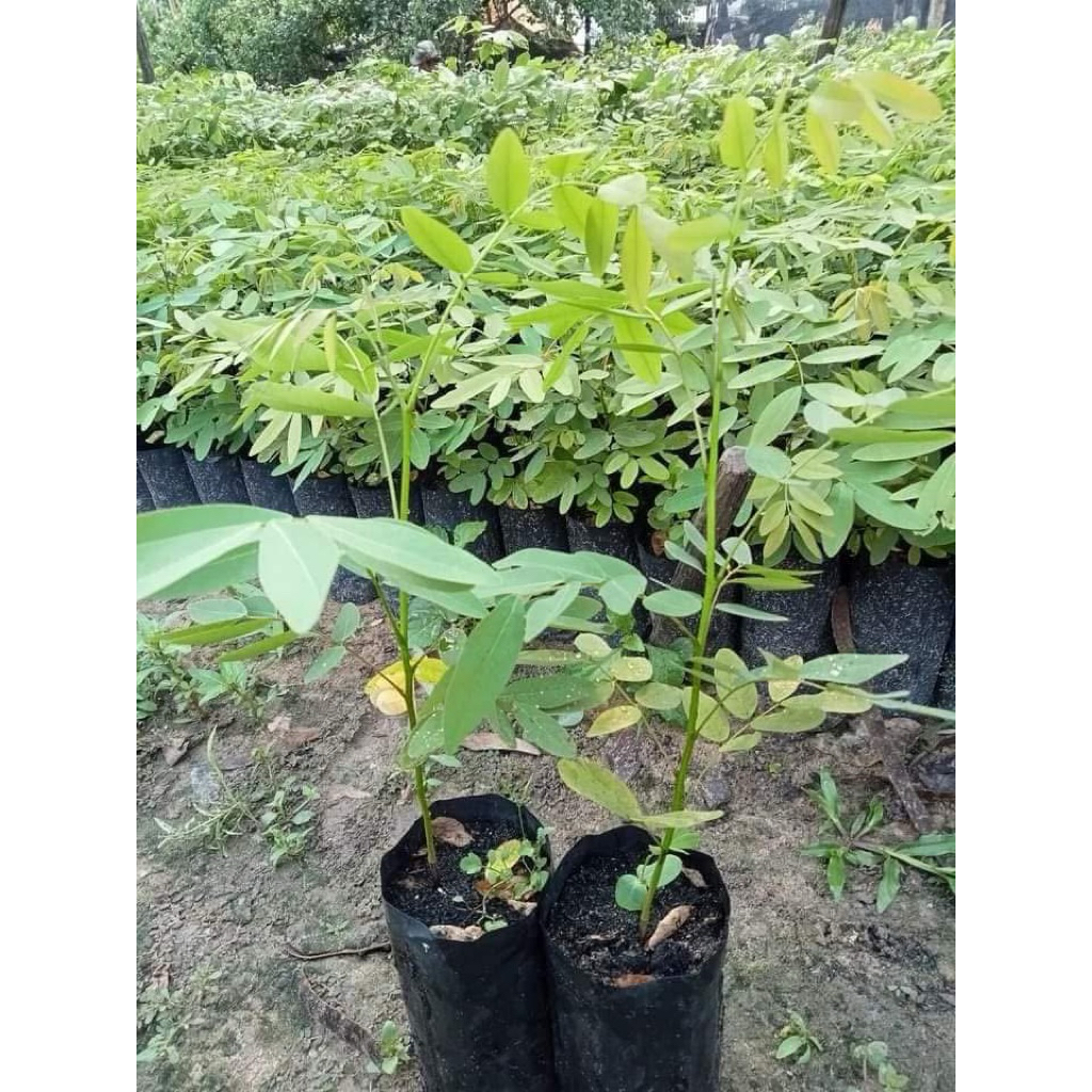 ☘️☘️ต้นขี้เหล็กขาวเพราะเมล็ด☘️☘️ต้นสูงประมาณ 30 เซนติเมตรพร้อมปลูก - รูปที่ 2