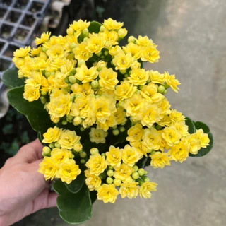 กุหลาบหินดอกซ้อน ดอกสีทูโทน และสีเดี่ยว เลี้ยงง่าย ดอกสีสด Kalanchoe