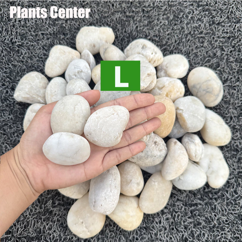 Plants Center T303 ยกกระสอบ 1kg/6-7kg. หินแม่น้ำ หินขาว หินกรวด สำหรับตกแต่งสวนและตู้ปลา thumbnail 8