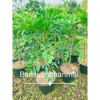 ต้นปีบยูนนาน ต้นสูง 80-90 ซม. กระถาง 10 นิ้ว