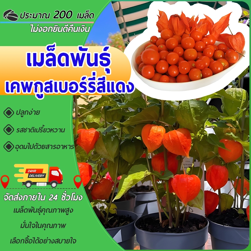 200 เมล็ดเมล็ดพันธุ์เคพกูสเบอร์รี่สีแดงเมล็ดเคพกุสเบอร์รี่ เคพกูสเบอร์รี่แดง ปลูกง่าย เบอร์รี่นำเข้า
