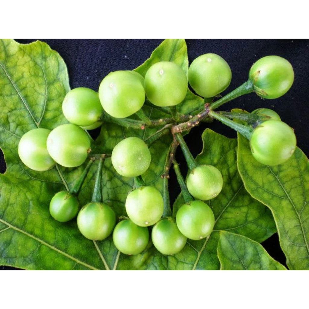 เมล็ดพันธุ์ มะเขือพวง 50 เมล็ด [10แถม2]คละได้