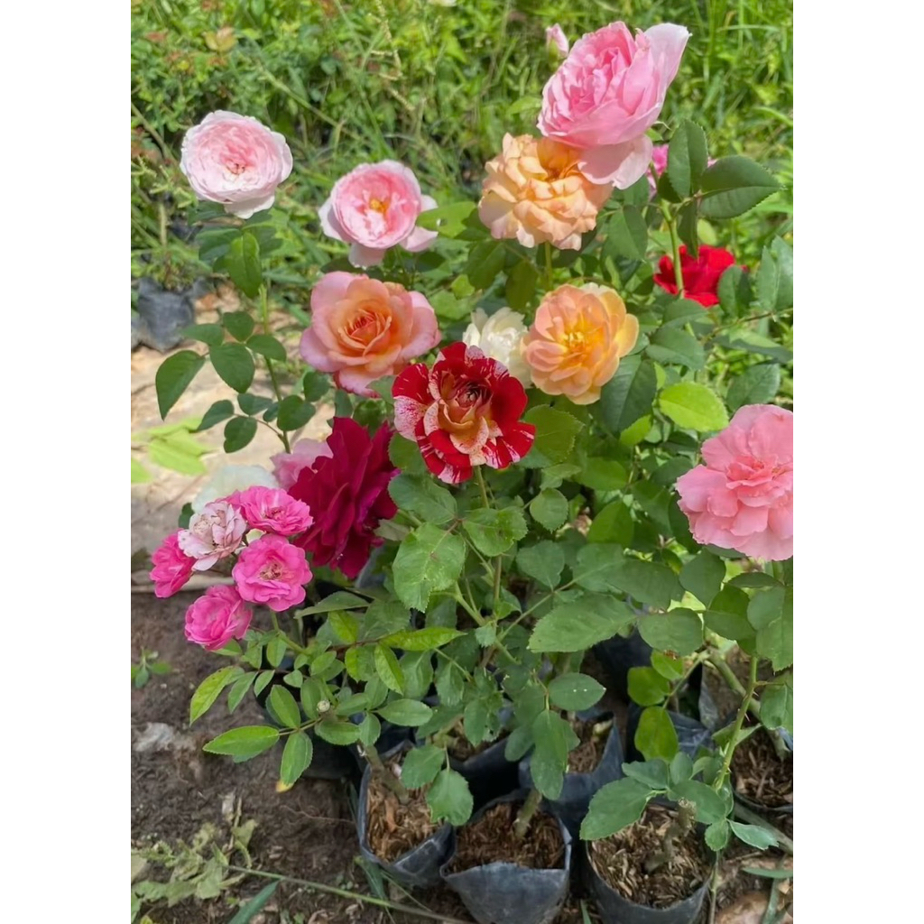 กุหลาบดอกสวยๆ ชุด 4️⃣ ต้น 9️⃣9️⃣บาท กิ่งติดตาสายพันธุ์ต่างประเทศ ดอกใหญ่ๆ💥 (คละสี) คุ้มค่าประยัด ปลูกลงกระถางได้เลย - รูปที่ 6