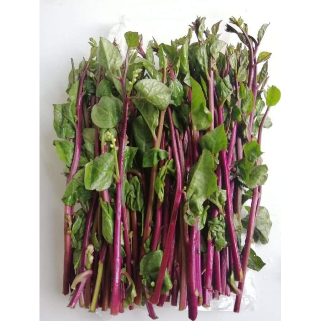 เมล็ดผักปลังแดง  บรรจุ20เมล็ด 35บาท