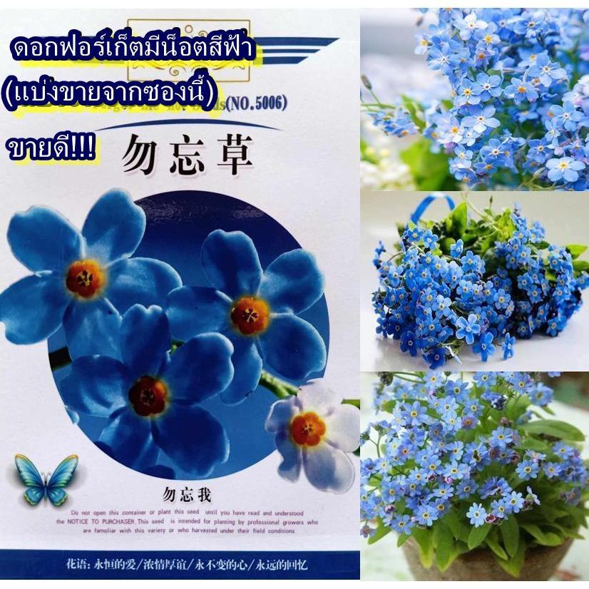 50+ เมล็ด เมล็ดดอกฟอร์เก็ตมีน็อตสีฟ้า (ดอกสวยสีฟ้า ชอบแดดเต็มวัน อายุเก็บดอก 120 วัน ปลูกประดับได้หรือตัดดอกใส่แจกันได้)