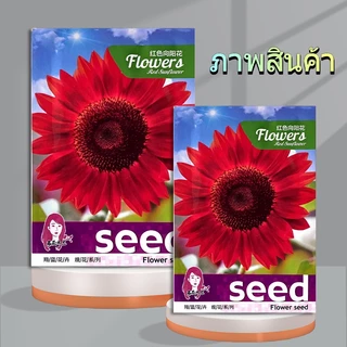50เมล็ด เมล็ดพันธุ์ ทานตะวันสีแดง ทานตะวัน Velvet Queen Sunflower Seed คุณภาพดี ราคาถูก ของแท้