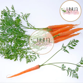 เมล็ดเบบี้แครอท 9บาท 100เมล็ด