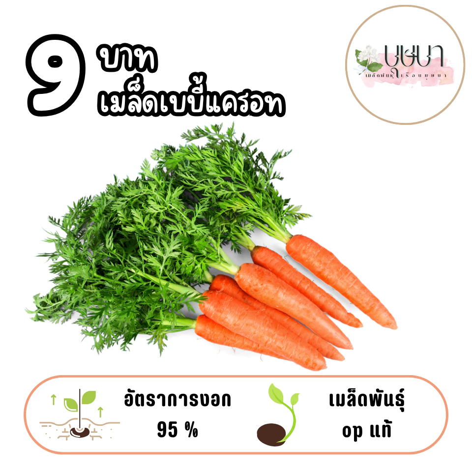 เมล็ดเบบี้แครอท 9บาท 100เมล็ด